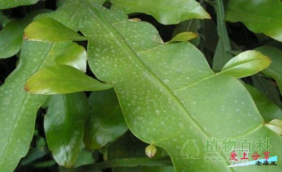 昙花的养殖方法和注意事项-[手把手教你养殖昙花]