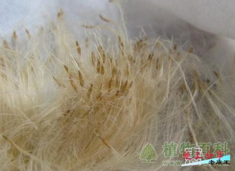 空气凤梨繁殖