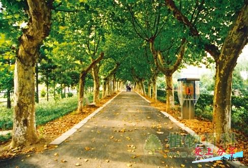 秋季梧桐提前落叶不宜浇水