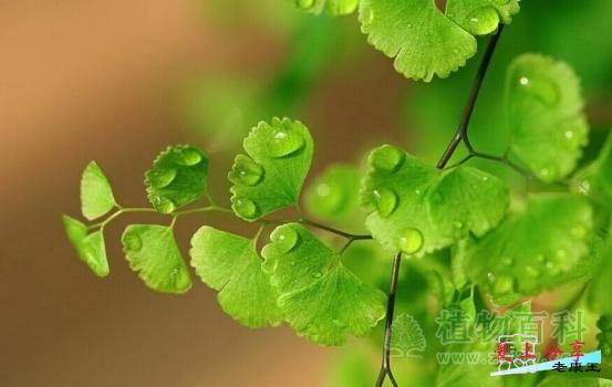 铁线蕨怎么养-[手把手教你养殖铁线蕨]