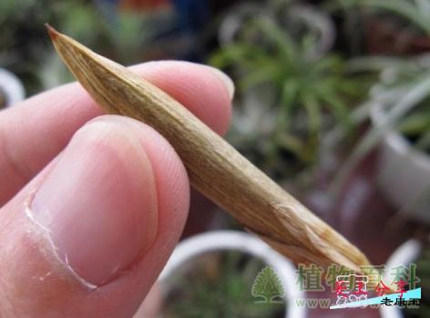空气凤梨繁殖