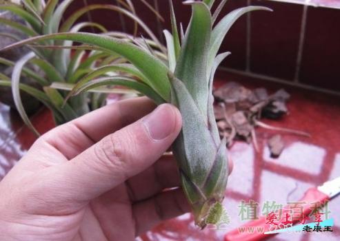 空气凤梨繁殖