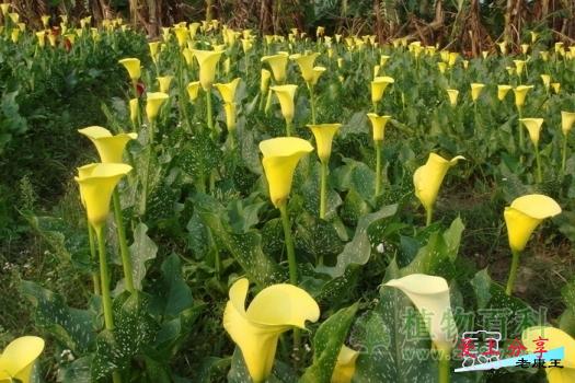 马蹄莲的养殖方法和注意事项
