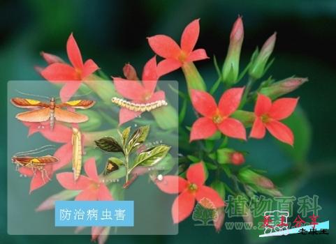 长寿花的养殖方法和注意事项-[手把手教你养殖长寿花]