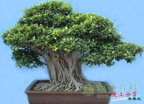 榕树的养殖方法和注意事项-[手把手教你养殖榕树]