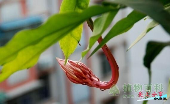 昙花的养殖方法和注意事项-[手把手教你养殖昙花]