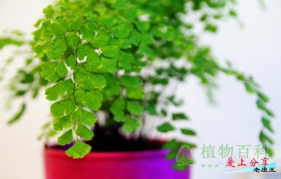 铁线蕨怎么养-[手把手教你养殖铁线蕨]