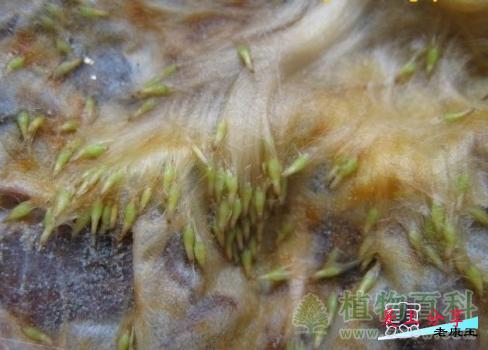 空气凤梨繁殖