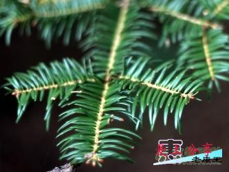 日本冷杉种植技术