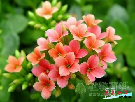 长寿花的养殖方法和注意事项-[手把手教你养殖长寿花]