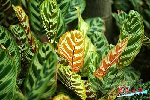 孔雀竹芋的养护心得