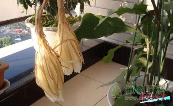 昙花的养殖方法和注意事项-[手把手教你养殖昙花]