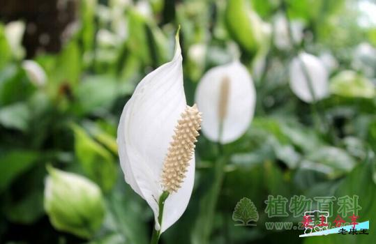 一帆风顺怎么养-[手把手教你养殖一帆风顺]