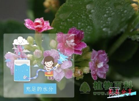 长寿花的养殖方法和注意事项-[手把手教你养殖长寿花]