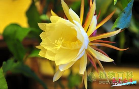 昙花的养殖方法和注意事项-[手把手教你养殖昙花]