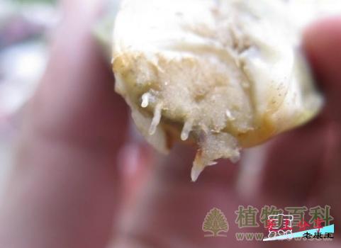空气凤梨繁殖