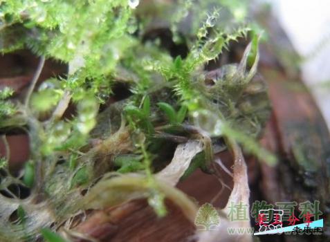 空气凤梨繁殖