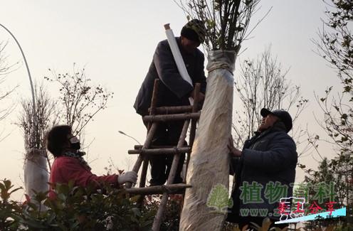 家里畏寒的植物也要盖上“金钟罩”