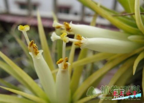 空气凤梨繁殖
