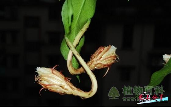 昙花的养殖方法和注意事项-[手把手教你养殖昙花]