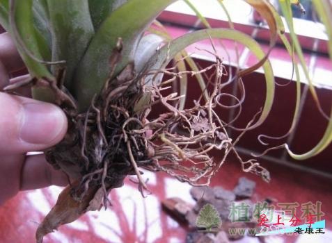 空气凤梨繁殖