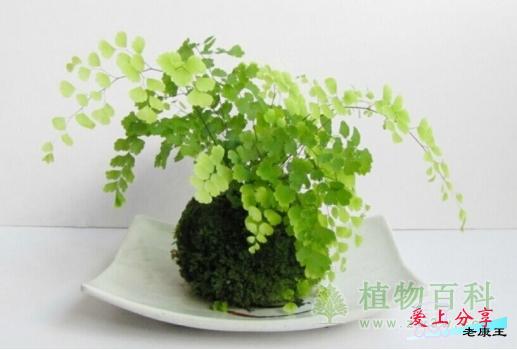 铁线蕨怎么养-[手把手教你养殖铁线蕨]