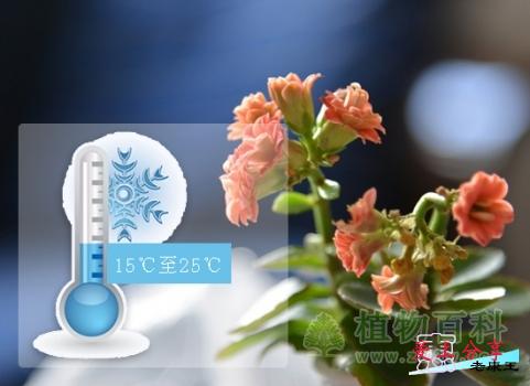 长寿花的养殖方法和注意事项-[手把手教你养殖长寿花]