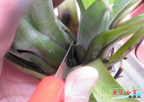 空气凤梨繁殖