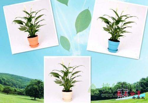 一帆风顺怎么养-[手把手教你养殖一帆风顺]