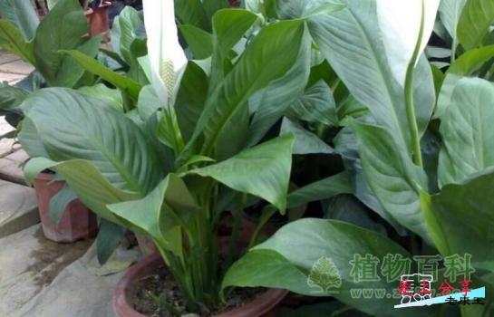 一帆风顺怎么养-[手把手教你养殖一帆风顺]