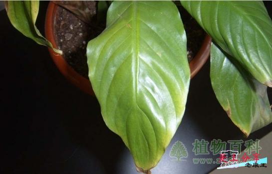 一帆风顺怎么养-[手把手教你养殖一帆风顺]