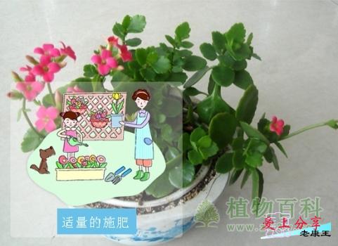 长寿花的养殖方法和注意事项-[手把手教你养殖长寿花]