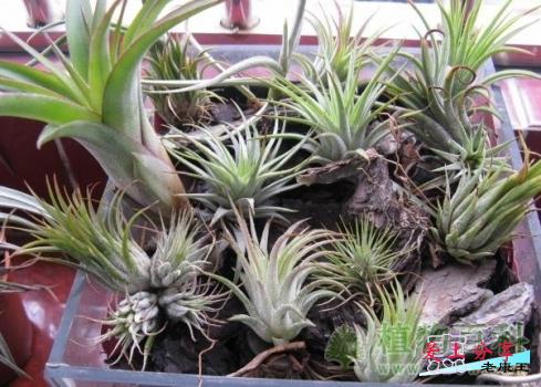 空气凤梨繁殖