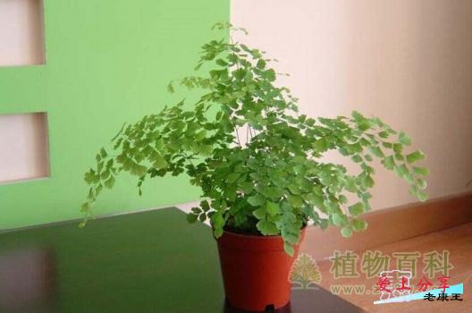 铁线蕨怎么养-[手把手教你养殖铁线蕨]