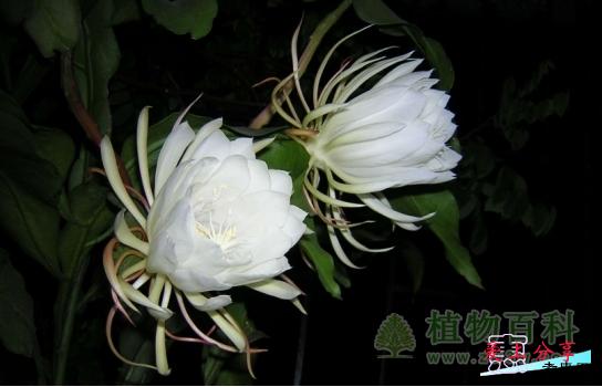 昙花的养殖方法和注意事项-[手把手教你养殖昙花]