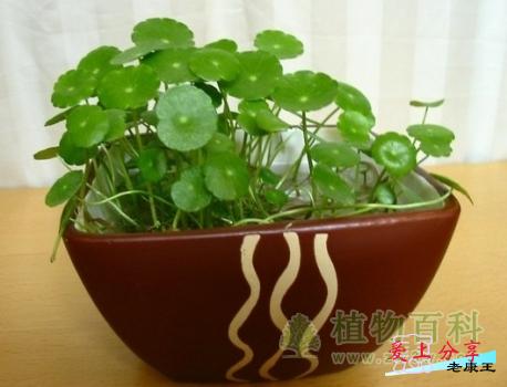 铜钱草叶子发黄怎么办？