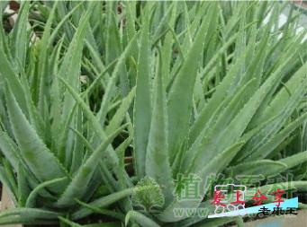 芦荟图片大全