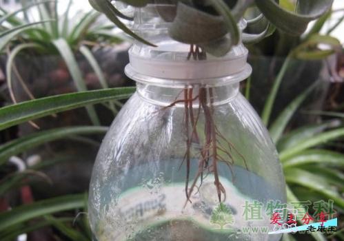 空气凤梨怎么养