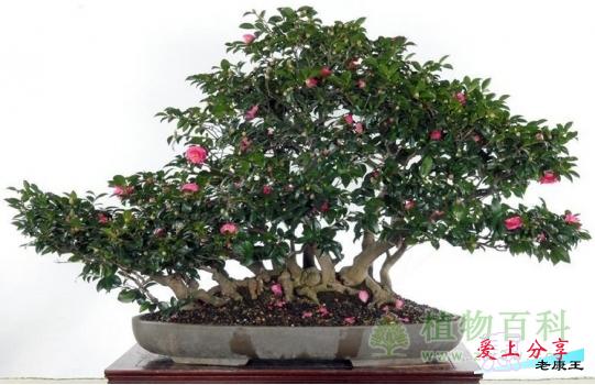 山茶花的养殖方法-[手把手教你养殖山茶花]