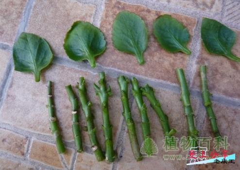 长寿花的繁殖方法介绍：扦插繁殖和播种繁殖