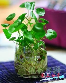 铜钱草的养殖方法和注意事项-[手把手教你养殖铜钱草]