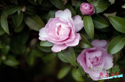 山茶花的养殖方法-[手把手教你养殖山茶花]