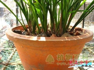 长寿花的养殖方法之花盆的选择