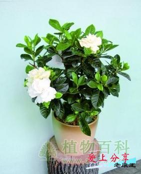 栀子花的养殖方法和注意事项-[手把手教你养殖栀子花]