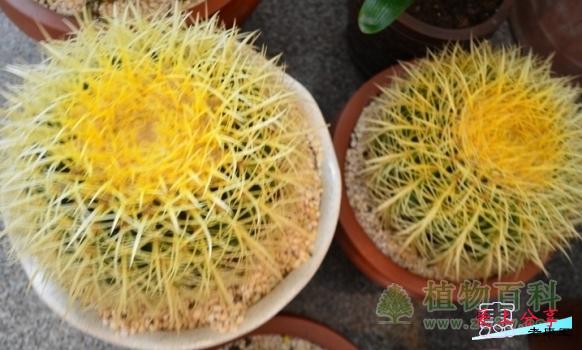 金虎仙人球怎么养和注意事项-[手把手教你养殖金虎仙]
