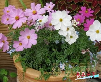 波斯菊种植方法和注意事项-[手把手教你种植波斯菊]