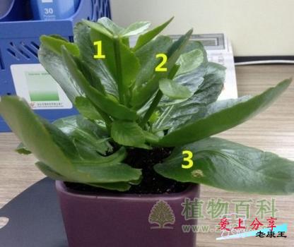 长寿花的修剪方法-[手把手教你修剪]