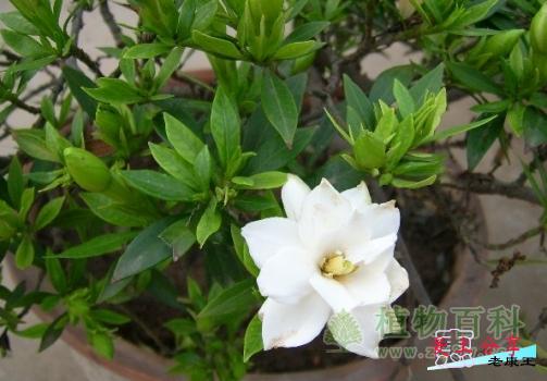 家养盆栽栀子花的养护
