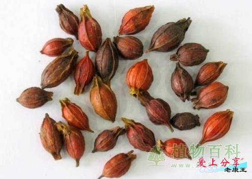 栀子花的5种繁殖方法介绍