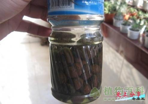 空气凤梨怎么养